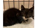 Adopt Kitten: Rosie a Domestic Short Hair
