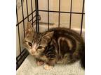 Adopt Kitten: Reba a Domestic Short Hair