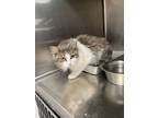 Adopt Andi a Domestic Long Hair