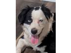 Adopt Penny - (CP) a Australian Shepherd