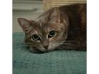 Adopt Fanny a Manx