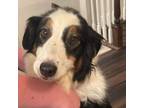 Adopt Pop Rocks a Australian Shepherd