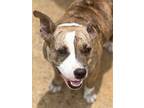 Adopt Lola 23D-0314 a Pit Bull Terrier