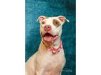Adopt Honey a Pit Bull Terrier