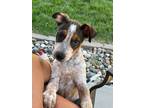 Adopt Honey a Labrador Retriever, Cattle Dog