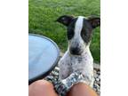 Adopt Lucky 2 a Labrador Retriever, Cattle Dog