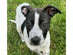 Adopt Nova2 a Labrador Retriever, Cattle Dog