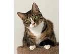 Adopt Winry a Domestic Short Hair