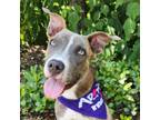 Adopt Jubilee FJ a Boxer, Plott Hound