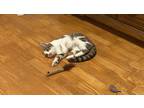 Adopt Mariah a Domestic Short Hair