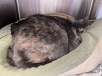 Adopt Hinami a Domestic Short Hair