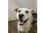 Adopt Tequila Sunrise a Labrador Retriever