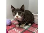 Adopt Maggie May a Domestic Short Hair
