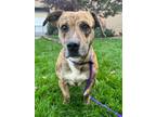 Adopt Waffle a Cattle Dog, Pit Bull Terrier