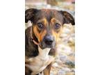 Adopt Pancake 3 a Cattle Dog, Corgi