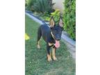 Adopt Annie a Australian Kelpie, Belgian Shepherd / Malinois