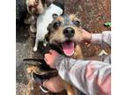 Adopt Lucy Jane a Terrier, Schnauzer