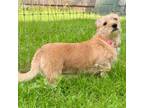 Adopt Drama a Border Terrier