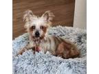 Adopt Jolene (Dallas) a Yorkshire Terrier