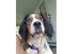 Adopt Denee a English Springer Spaniel