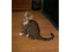 Adopt Clementine a Domestic Short Hair, Tabby
