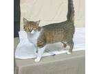 Adopt Kiwi a Domestic Short Hair, Ocicat