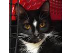 Adopt Amalthea a Domestic Short Hair