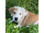 Adopt Brynn 24-07-002 a Saint Bernard, Anatolian Shepherd