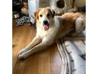 Adopt Trinity 24-07-052 a Great Pyrenees