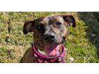 Adopt Dot a Plott Hound, American Staffordshire Terrier