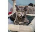 Adopt Arizona AND Meredith a Domestic Short Hair
