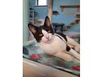 Adopt Meredith AND Arizona a Domestic Short Hair