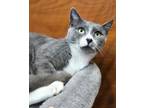 Adopt Milkshake AT Petsmart Epping! a Domestic Short Hair