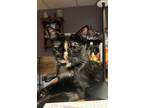 Adopt Cranberry a Domestic Short Hair