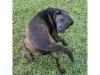 Adopt Cindy Lou a Labrador Retriever, Mixed Breed