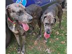 Adopt Sassie a Great Dane