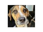 Adopt Arrow a Catahoula Leopard Dog