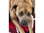 Adopt Bonnie a Labrador Retriever, Mixed Breed