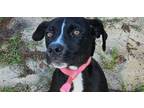 Adopt Riley a Labrador Retriever, Mixed Breed