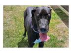 Adopt Halo a Great Dane