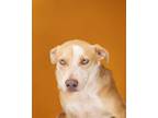 Adopt Kiara a Mixed Breed
