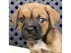Adopt Fern a Shepherd