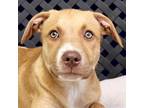 Adopt Butterball a Labrador Retriever, Hound