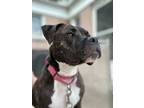 Adopt Loki (Kenai) a Pit Bull Terrier