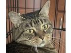 Adopt MINNIE a Domestic Short Hair