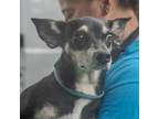 Adopt Scarlett a Rat Terrier