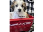 Adopt Bruce a Shih Tzu, Terrier