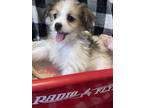Adopt Lady a Shih Tzu, Terrier