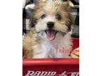 Adopt Tinkerbell a Shih Tzu, Terrier