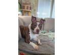 Adopt Lizbit a Pit Bull Terrier